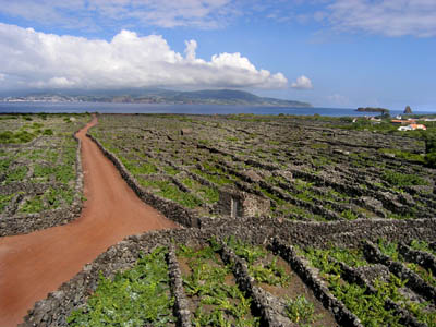 Azoren Pico UNESCO Weinbau