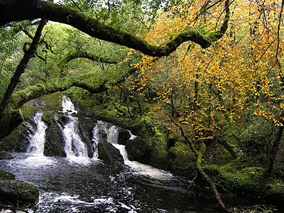 Irland Glengarriff Woods Nature Reserve