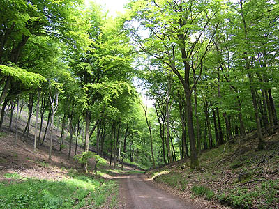 Pfalz Mischwald