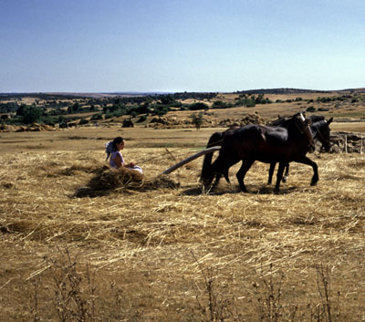 Portugal 1978 026 Weizenernte
