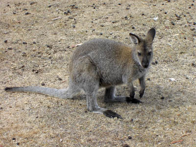Tasmanien Forester-Känguru