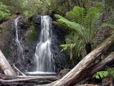 Tasmanien Hogarth Falls