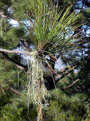 Teneriffa Pinus canariensis